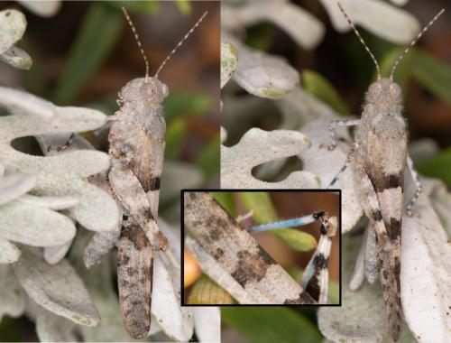 Sphingonotus sp.